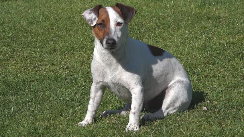 Cute Pet Family Pet Shorthaired Jack Russell Dog