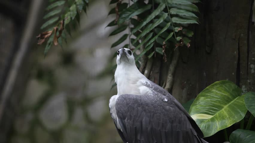 Harpy Eagle Stock Video Footage - 4K and HD Video Clips | Shutterstock