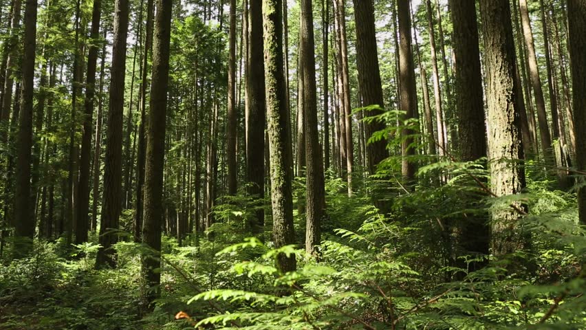 pacific northwest forest pacific northwest forest