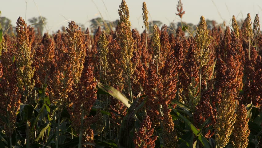 Header of sorghum