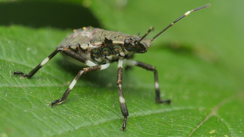 A Brown Marmorated Stink Bug (Halyomorpha Halys) Nymph Perches On A ...