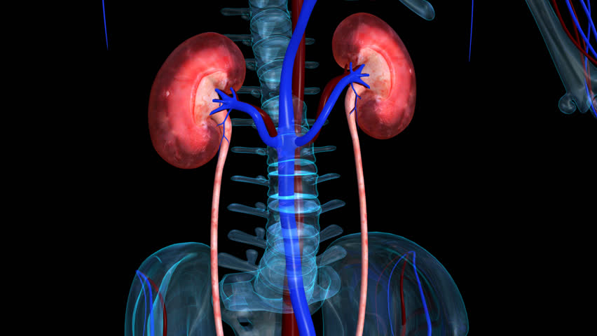 Human Body Organs (Kidneys). 3D Stock Footage Video 16564519 | Shutterstock