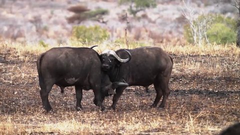 Il bestille centeret african buffalo fighting Stock Footage Video (100% Royalty-free) 7117987 |  Shutterstock