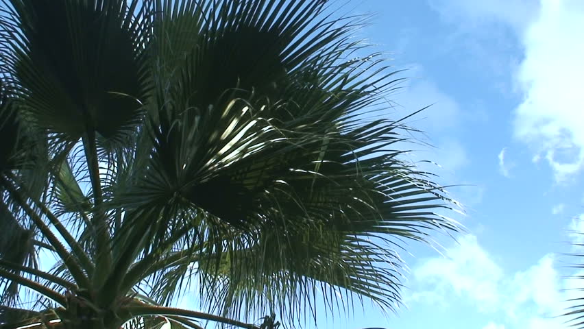 branch and palm trees essay Date palm phoenix dactylifera l is known as tree of life plays an imperative role in the life an overview of the date palm environmental sciences essay print. branch and palm trees essay Date palm phoenix dactylifera l is known as tree of life plays an imperative role in the life an overview of the date palm environmental sciences essay print.