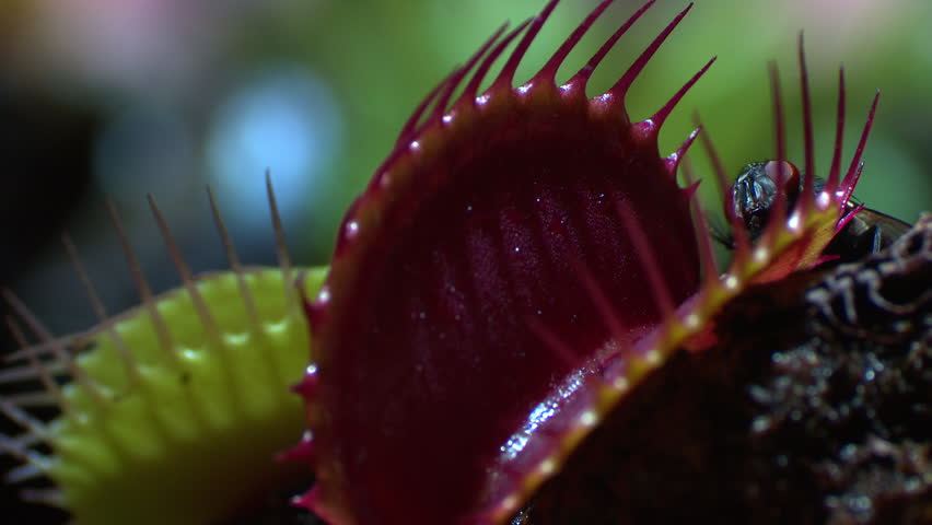 Venus Fly Trap Close-up image - Free stock photo - Public Domain photo