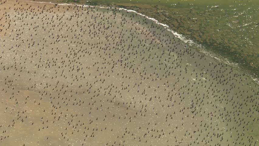 Large Flock Of Pelicans Flying Over Water Off The Coast Of Coorong ...