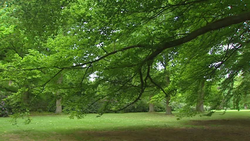 Large Branch of a Beech Stock Footage Video (100% Royalty-free) 7433347