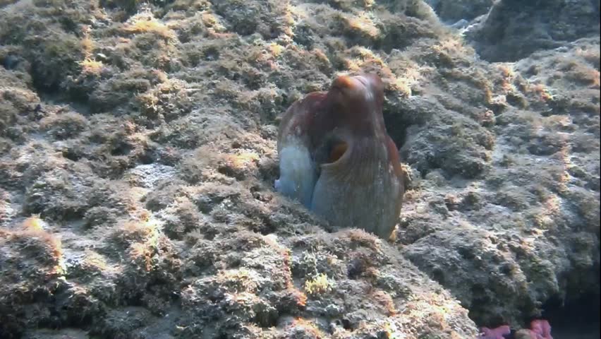 Octopus eating a fish in the deep sea image Biology Diagrams