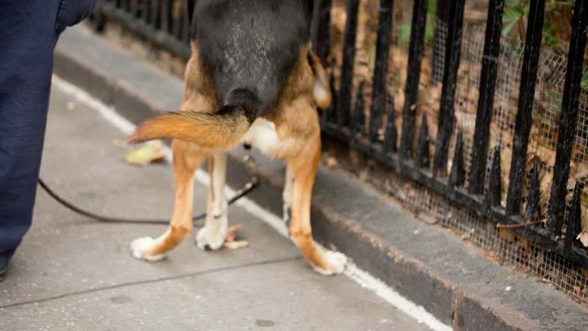 Dog Pooping - Going to Stock Footage Video (100% Royalty-free) 7784527