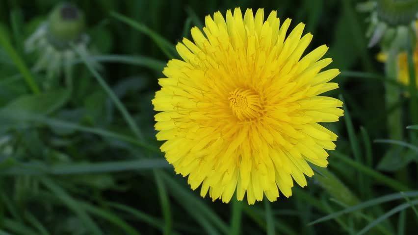 Dandelions in the Wind Stock Footage Video (100% Royalty-free) 7878157 ...