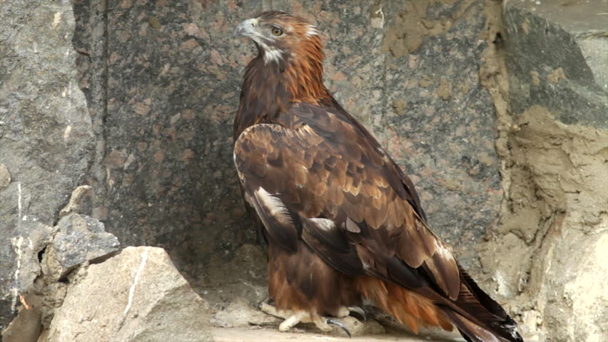 A Full Length Golden Eagle Aquila Stock Footage Video 100 Royalty Free 7936027 Shutterstock