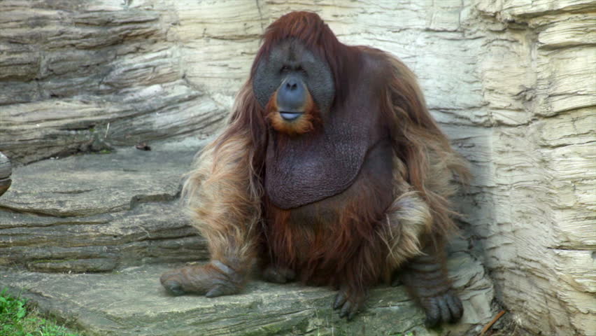 Funny Orangutan  Male is Sitting  Stock Footage Video 100 