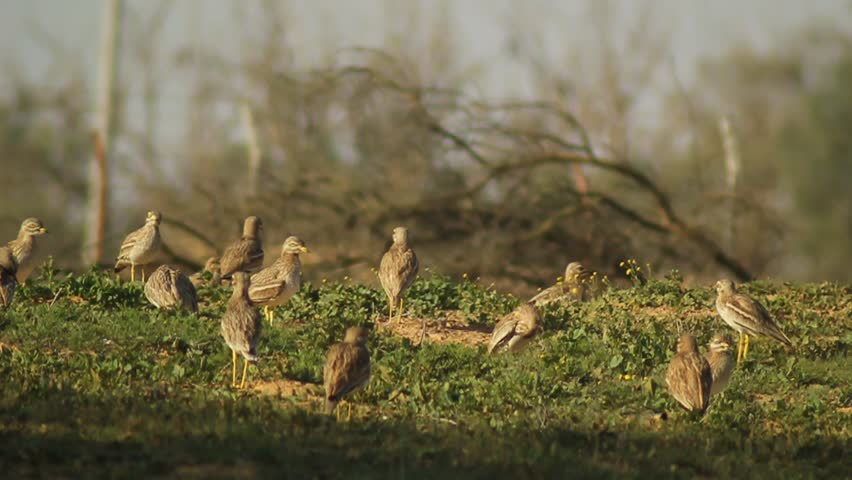 Header of thick-knee