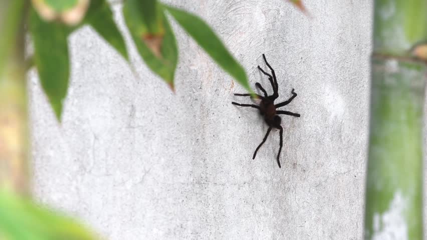 Header of Aphonopelma
