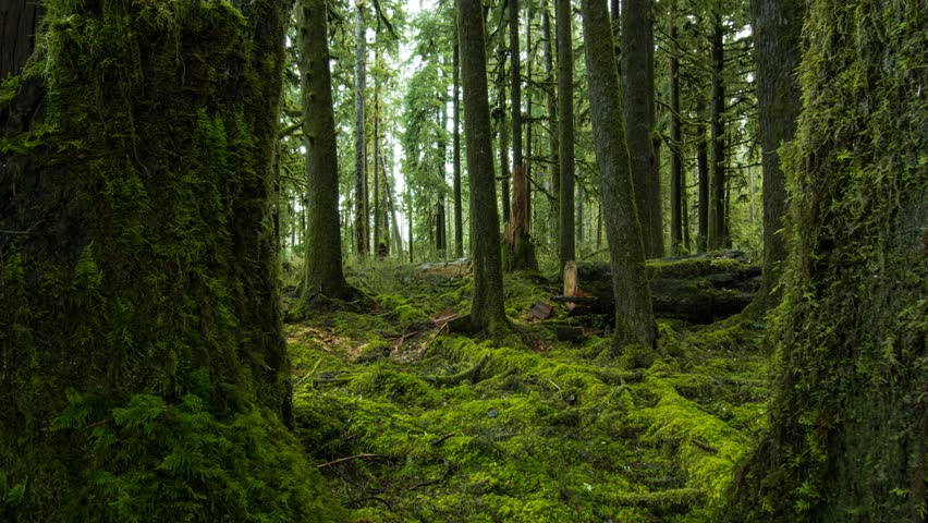 Thick Forest Stock Footage Video 18610004 Shutterstock