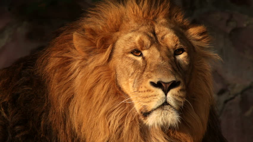 Expressive Face Of Drowsy Asian Lion Close Up In Soft Sunset Light On ...