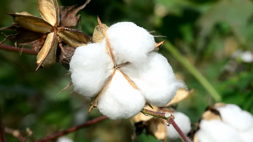 Cotton Plant Ready for Harvest Stock Footage Video (100% Royalty-free