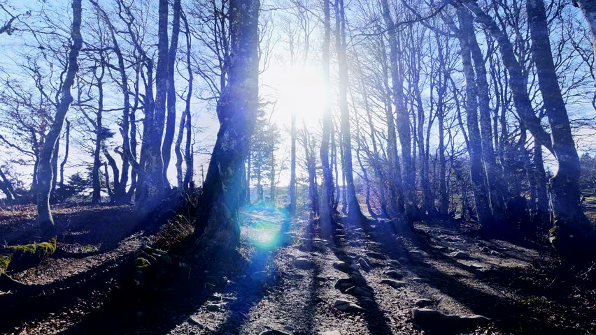 Blue Light Beams Shining Through Forest Trees Woods Nature Background