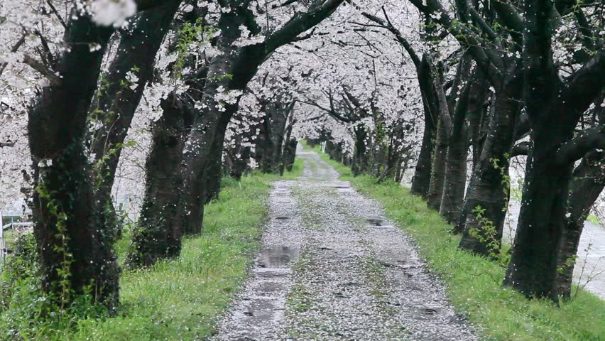 Header of cherry
