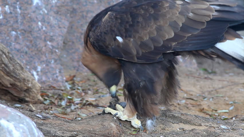 Golden Eagle Side View Aquila Stock Footage Video 100 Royalty Free 8594827 Shutterstock