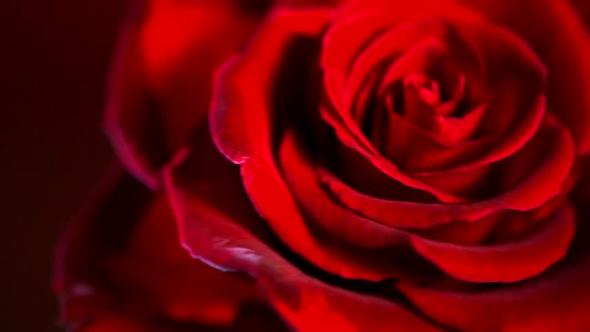 Hd00 08red Rose Flower Close Up Background Beautiful Dark Red