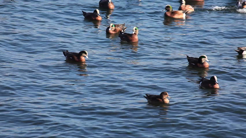 Header of American wigeon