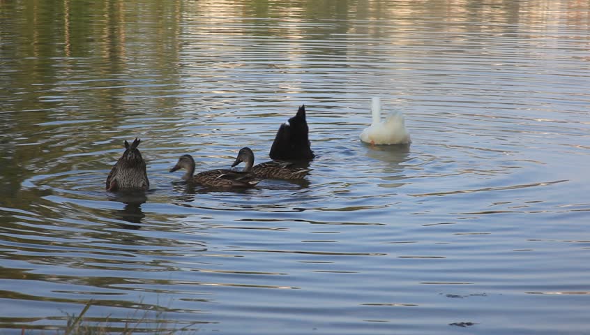 Ducks Bobbing in the Water Stock Footage Video (100% Royalty-free ...