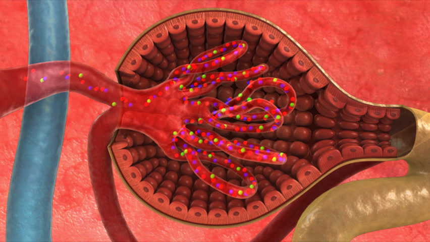 Header of kidney