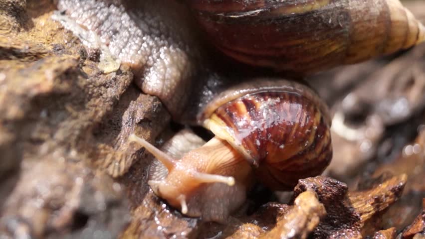 japanese-black-snails