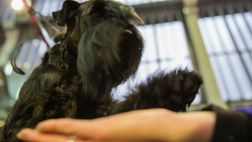 affenpinscher miniature schnauzer miniature schnauzer color black with silver lying on the floor a affenpinscher miniature schnauzer miniature schnauzer color black with silver lying on the floor a