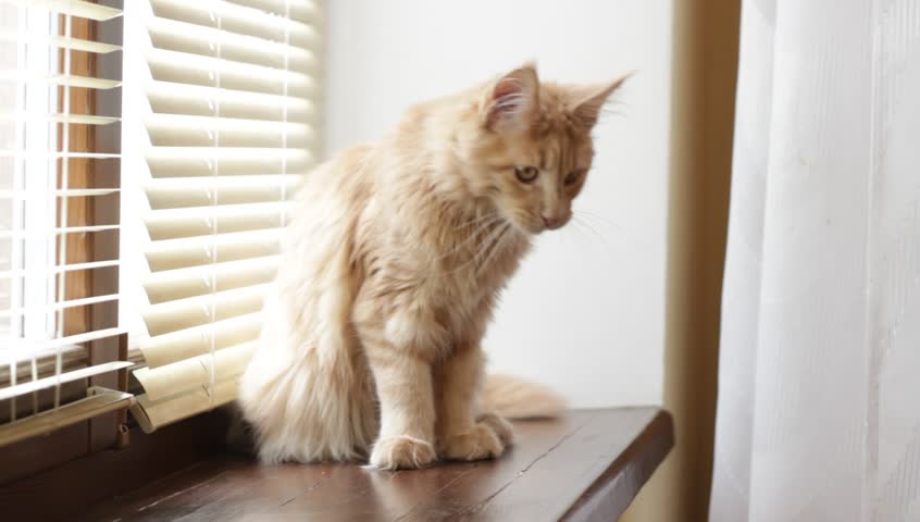 Cute Ginger Cat Maine Coon Stock Footage Video 100 Royalty