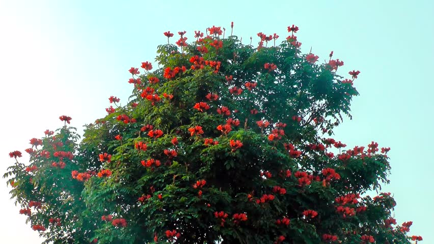 Tropical Tree With Bright Red Orange Stock Footage Video