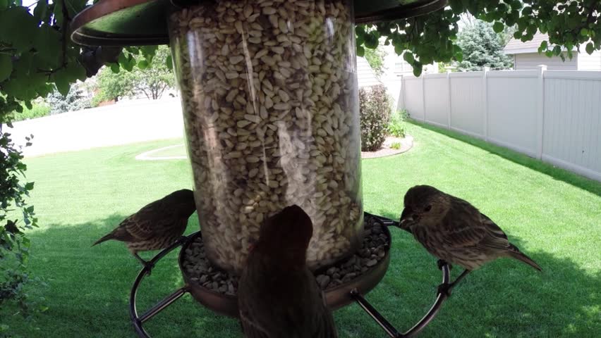 Garden Bird Feeder With Small Stock Footage Video 100 Royalty