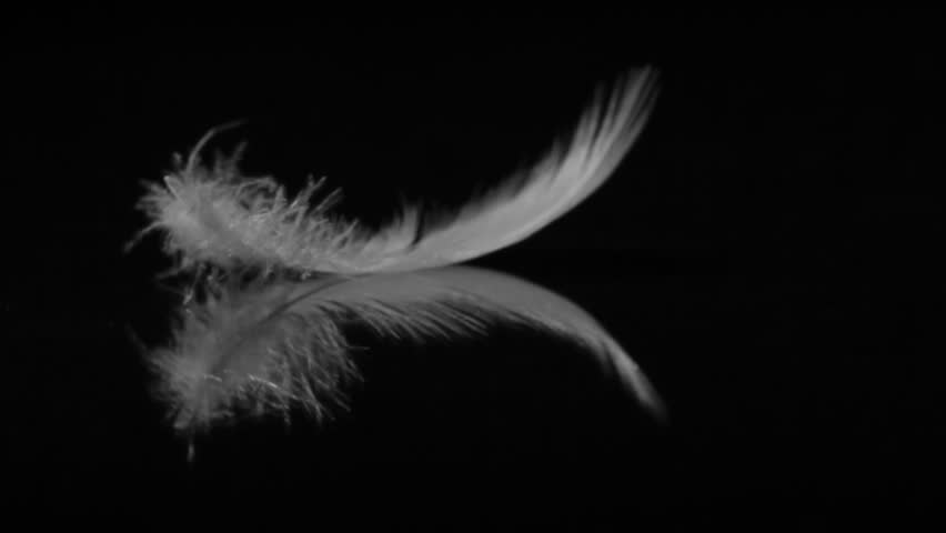 White Feather Flies Puff Of Light Wind /Alpha Matte/ Stock Footage ...
