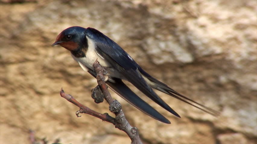 Barn Swallow Birds Hirundo Rustica Stock Footage Video 100