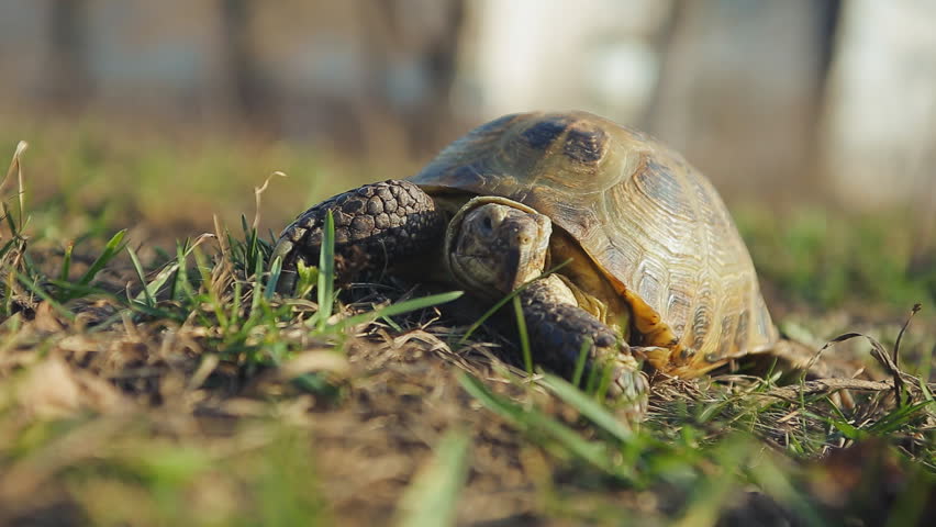 Turtle Shedding Skin Stock Footage Video 32481361 | Shutterstock