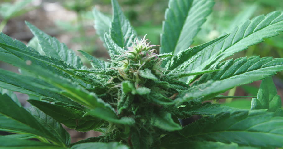 Outdoor Marijuana Bud Close Up View Stock Footage Video 100