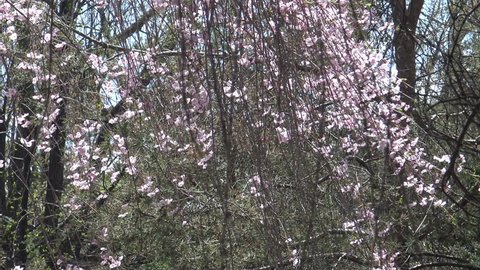 Spring Apricot Flowers Prunus Armeniaca Stockvideos