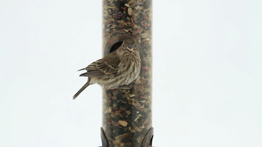 Hd00 25house Sparrow Eating And Feeding On A Bird Feeder White